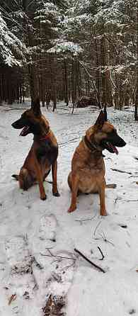 Бельгійська вівчарка (малінуа) Ивано-Франковск