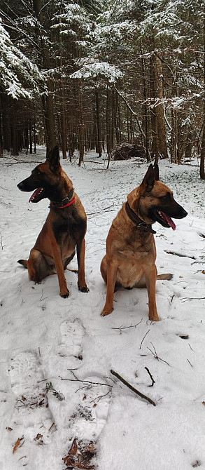 Бельгійська вівчарка (малінуа) Івано-Франківськ - зображення 1