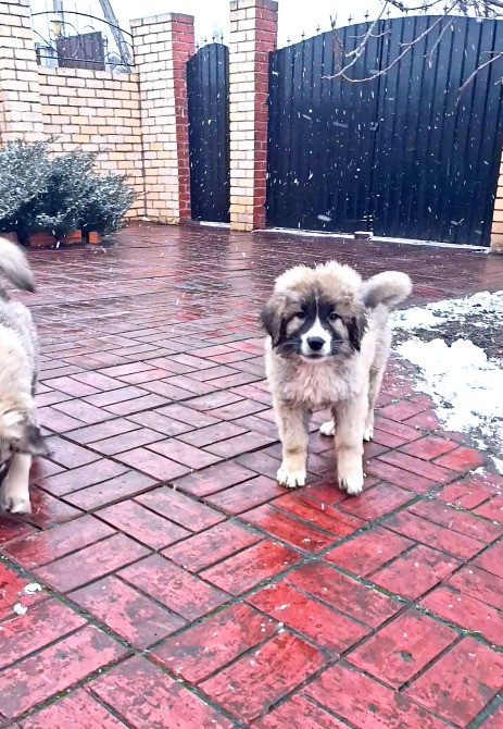 Цуценята кавказька вівчарки розплідник Star Escort великі робочі розумні Черкассы - изображение 5