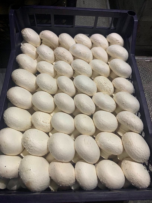 Шампіньйони гриби, печериці гриби. Оптом Запорожье - изображение 2