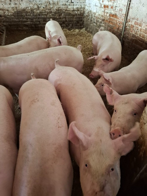 Продам молодих свиноматок Кролевець - зображення 1