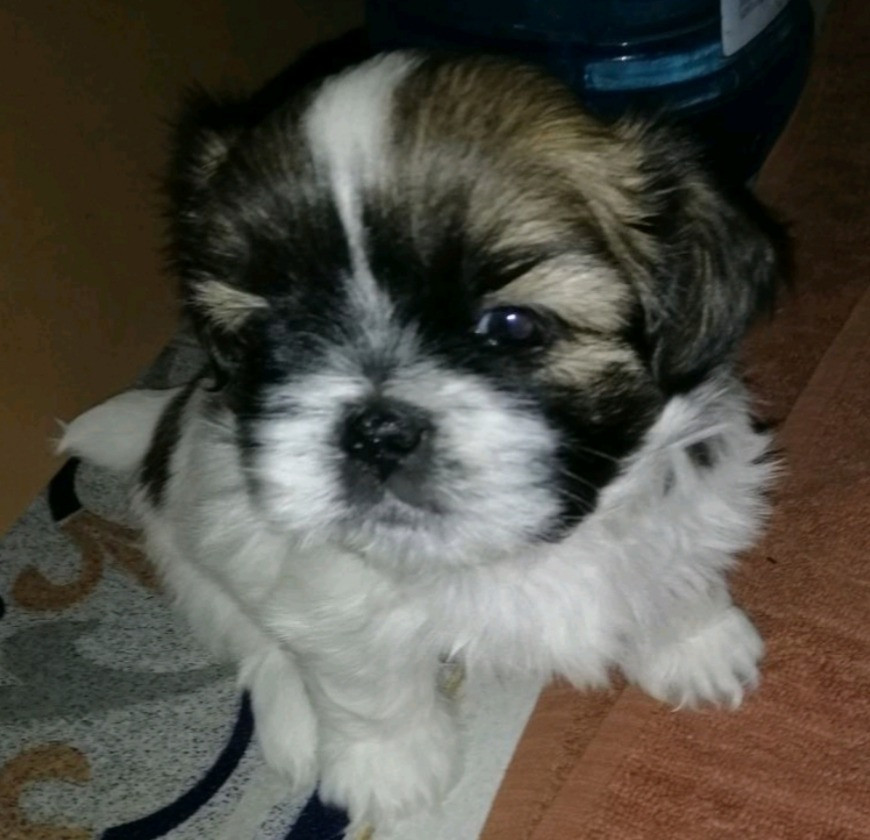 Ши-Тцу детки Одесса - изображение 2