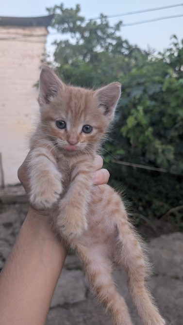 Дуже милі і гарні кошенята шукають господарів Синельниково - изображение 7