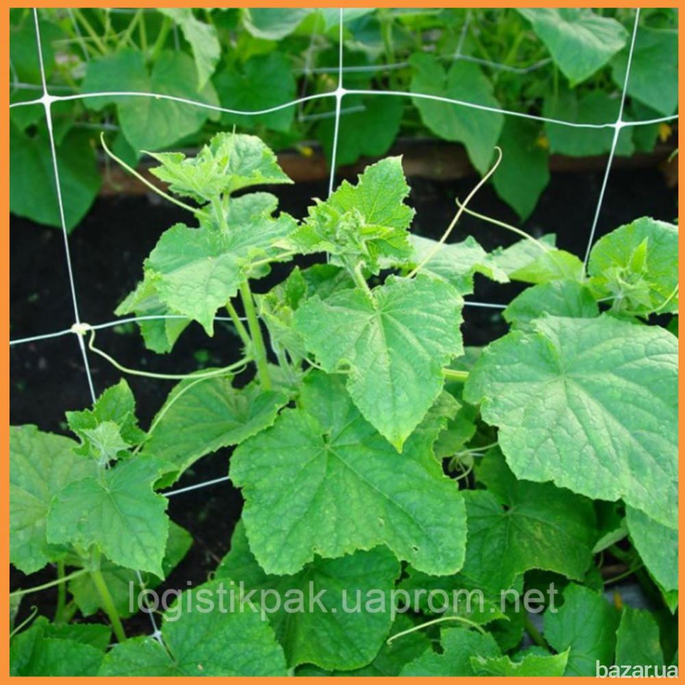 Огуречная сетка|13х18|1.70х500м Харків - зображення 4