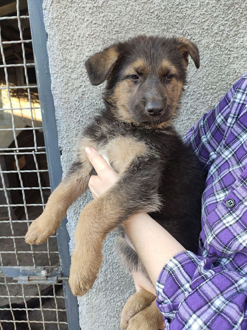 Продам вівчарок Синельниково - изображение 4