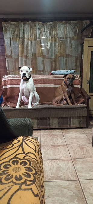 Цуценята боксера 20.10.2025 Киев - изображение 7