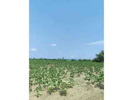 продажа земля сельскохозяйственного назначения Бородянский, Озера, 13082028 грн. 