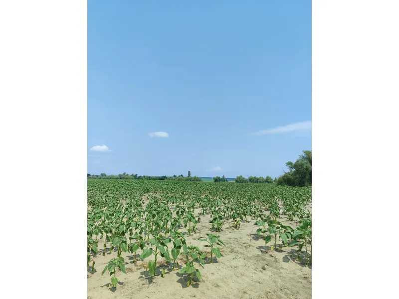 продажа земля сельскохозяйственного назначения Бородянский, Озера, 13082028 грн.  - зображення 4