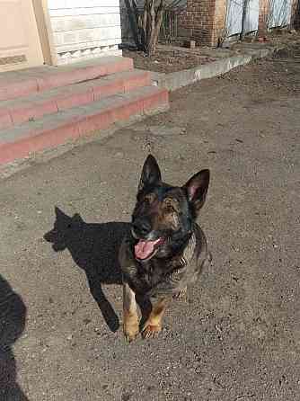 Продам дорослу німецьку вівчарку Киев