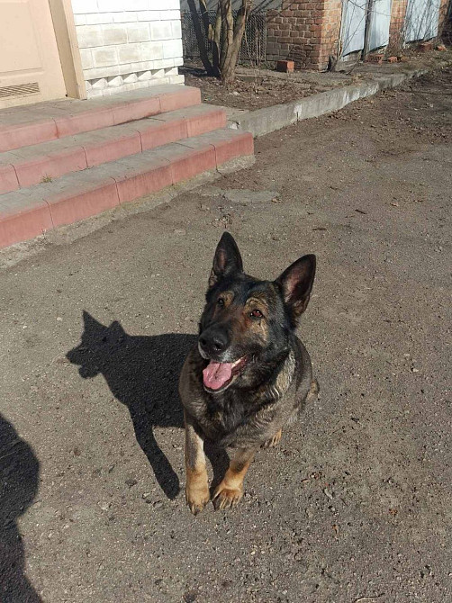 Продам дорослу німецьку вівчарку Киев - изображение 4