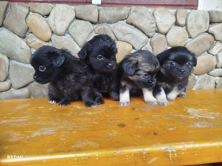 Цуценята пекінеса Снятин - зображення 2