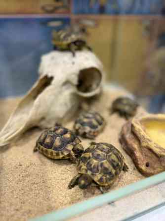 Середньоазіатська сухопутна черепаха Київ