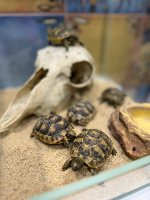 Середньоазіатська сухопутна черепаха Киев - изображение 2