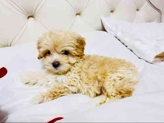 Цуцики Мальтіпу шукають сімʼю Львов