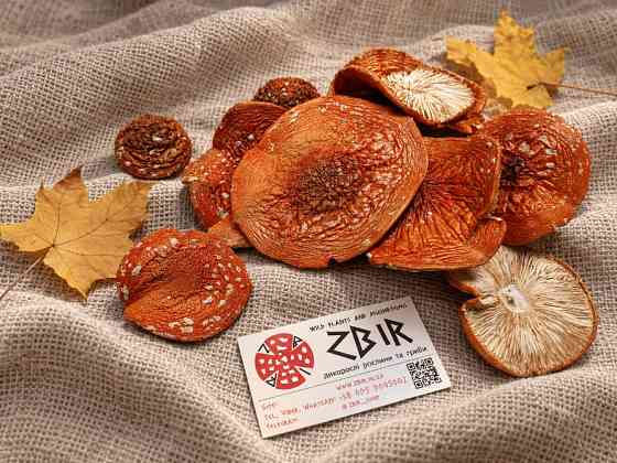 Мухомор ЧЕРВОНИЙ (Amanita Muscaria), сушені капелюшки. Сезон 2026 Полтава