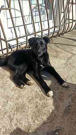 Собака лайка бесплатно Дніпро