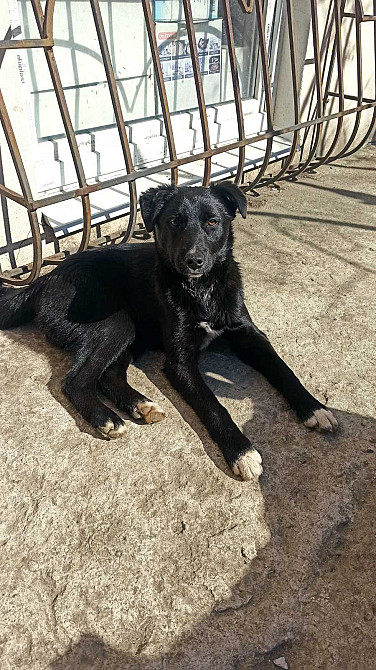 Собака лайка бесплатно Дніпро - зображення 1