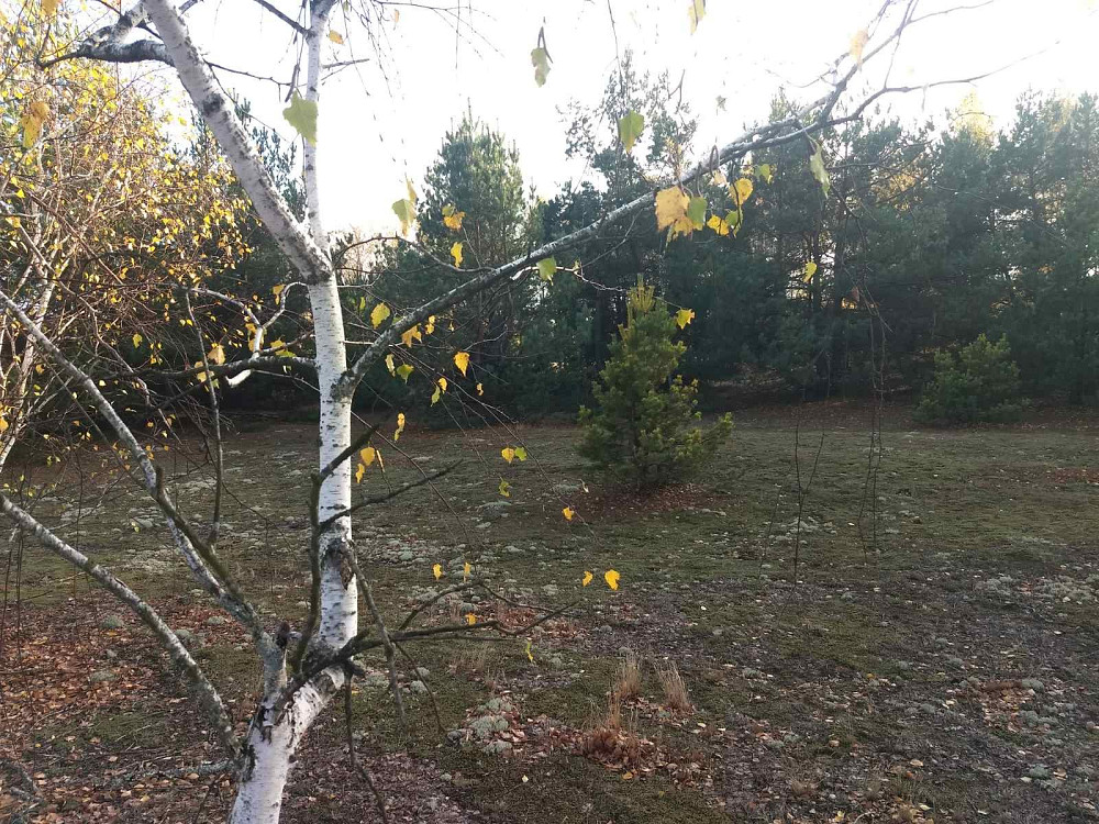 Земельный участок под садоводчество и постройку дома 12 соток в с. Дружня, Бородянского района Бородянка - зображення 3