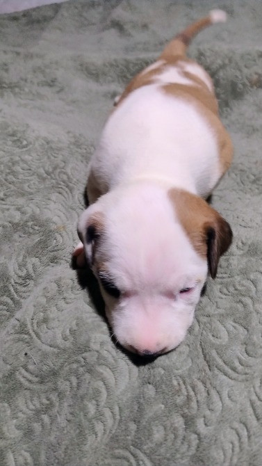 Цуцики американського стаффорширського тер'єра недорого Запорожье - изображение 7