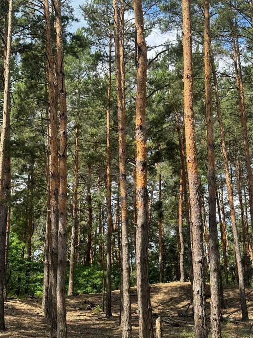 продажа участок под жилую застройку Бориспольский, Процев, 88000 $  - зображення 2