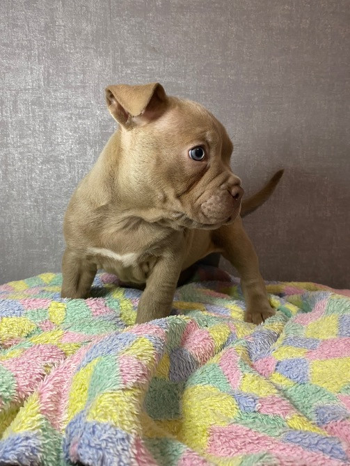 Американські Буллі типу покет Обухов - изображение 6