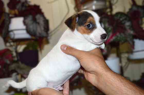 Цуценята Джек Рассел терʼєр! Готові до переїзду! Червоноград