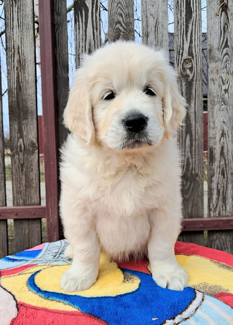 Цуценята золотистого ретрівера Київ - зображення 3