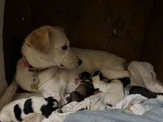 щенки в добрые руки Кривий Ріг