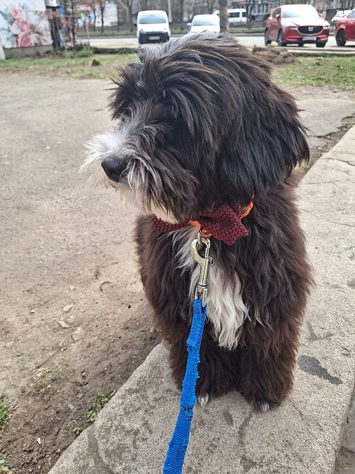 Цуценя цвергшнауцер + шнудель Миколаїв - зображення 2