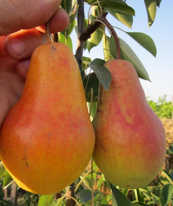 Продам саджанці груш Сквира - зображення 7