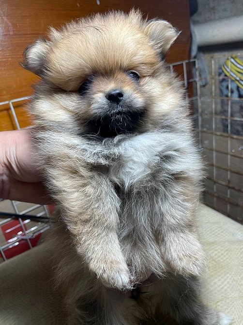 Померанский шпиц Харків - зображення 2