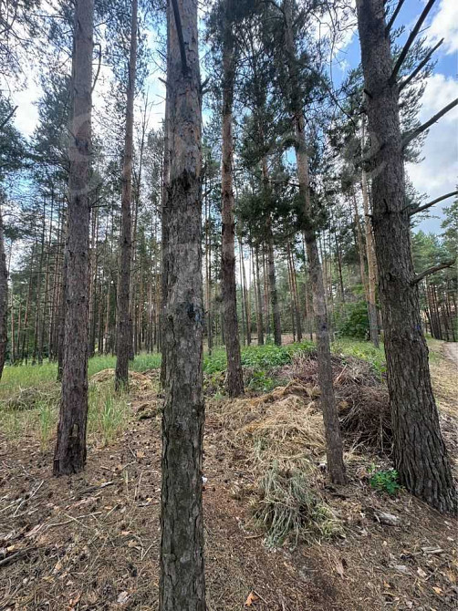 продажа участок под жилую застройку Бориспольский, Процев, 88000 $  - зображення 6