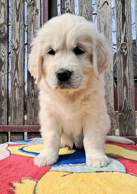 Цуценята золотистого ретрівера Ot Bahur Ивано-Франковск - изображение 3