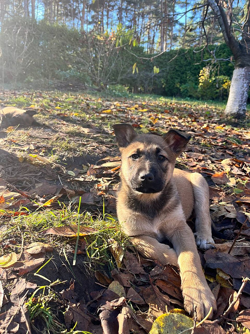 Цуценята бельгійської вівчарки (малінуа) Київ - зображення 5