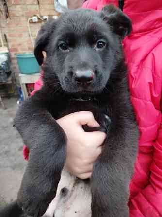 Цуценя німецької вівчарки Кропивницький