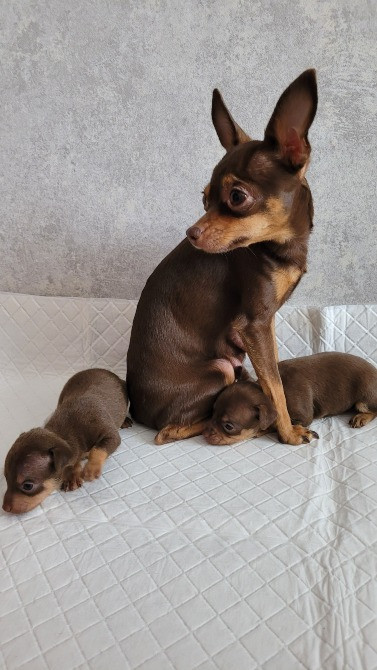 Той те'рєр щеннята Львів - зображення 12