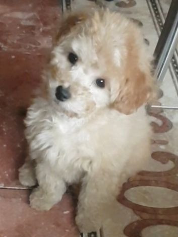 Мальтипу Девочка карамель бебифейс Веселая игривая смышленая, красивая Киев - изображение 8