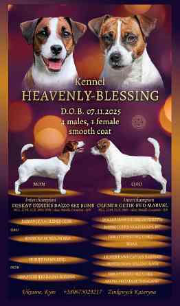 Цуценята Джек Рассел терʼєра, розплідник КСУ Київ