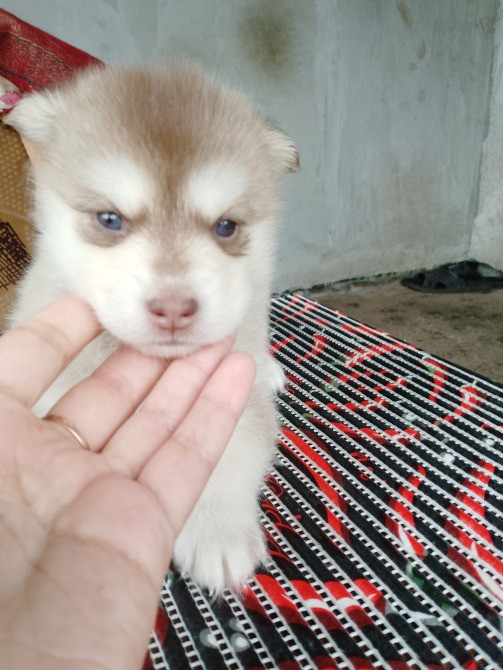 Дівчинка Помскі F1 Львов - изображение 3