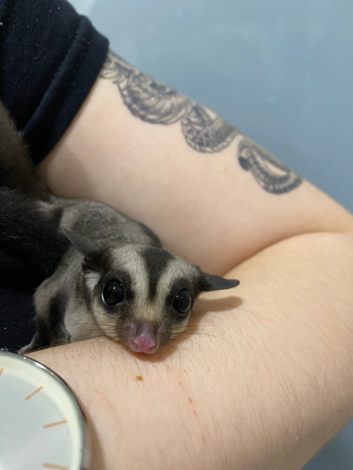 Карликова сумчаста летяга, або цукровий поссум Киев - изображение 4