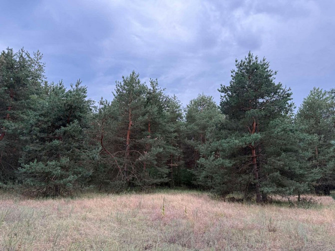 Продам дві ділянки у лісі з виходом до р.Орель, Царичанський район. Дніпро - зображення 4