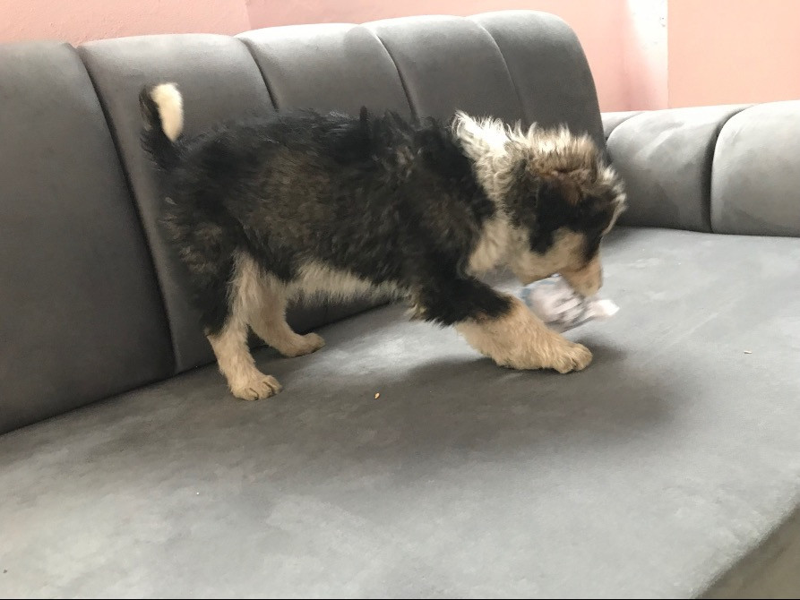 Цуценя Мукачево - изображение 4