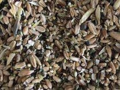 Куплю некондицію та зерновідходи. Самовивіз. Дніпро - зображення 1