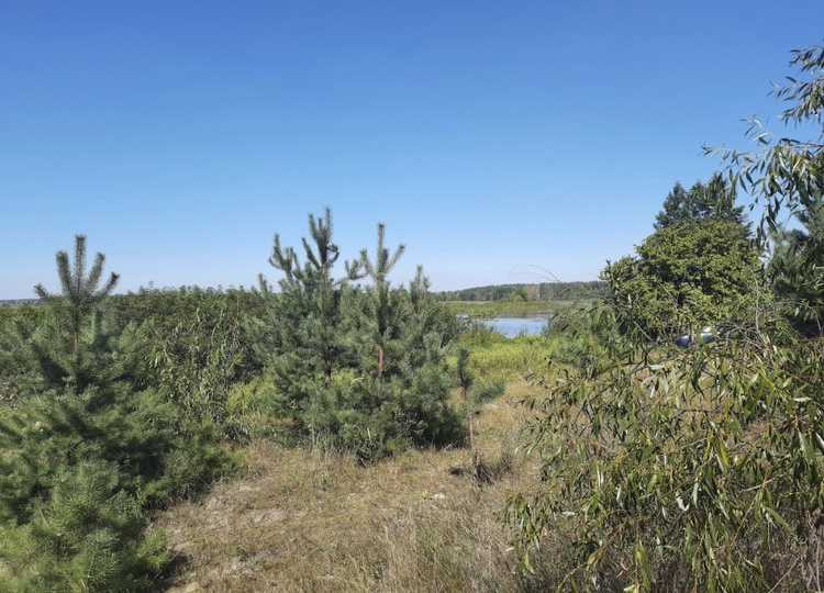 продажа земля сельскохозяйственного назначения Бориспольский, Вороньков, 168330 грн.  - зображення 6