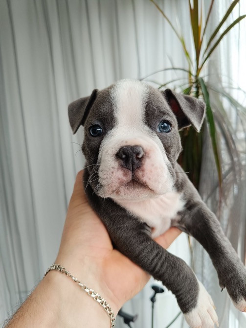 Американські Буллі типу покет Обухов - изображение 2