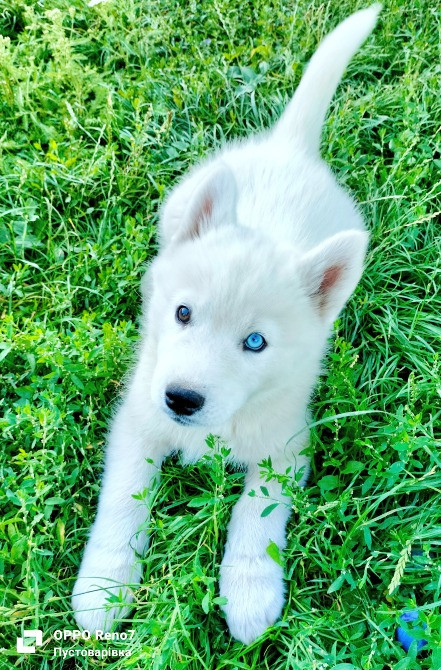 Продаються цуценята породи хаскі Белая Церковь - изображение 3