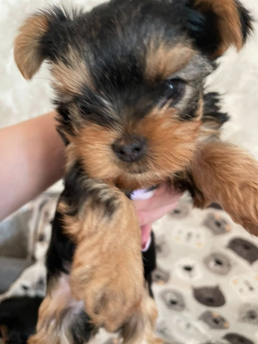 Міні йорки Коростишів - зображення 7