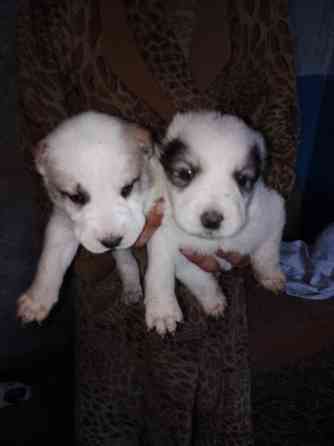 Продам цуценята. Алабай Кропивницкий