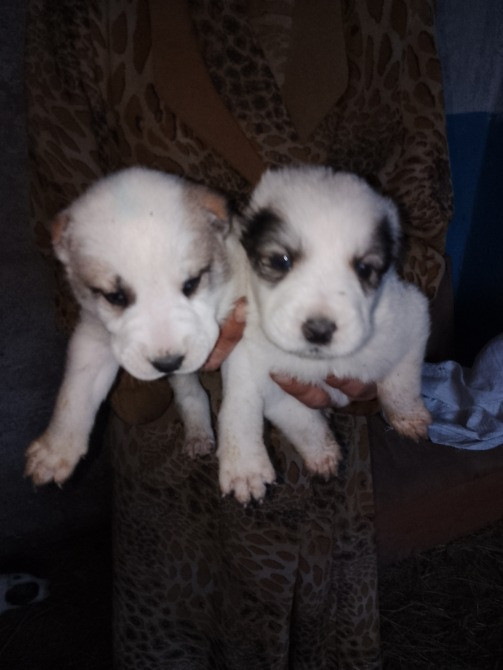 Продам цуценята. Алабай Кропивницький - зображення 6