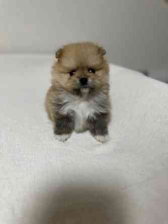 Міні шпіци Київ